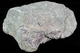 Polished Dinosaur Bone (Gembone) Section - Colorado #73045-2